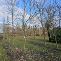 Prunus domestica 'Belle de Louvain' - 2