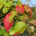 Parrotia persica. Herfstkleuren voorbeeld