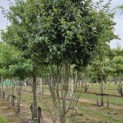 Parrotia persica 'Vanessa' - Foto 2