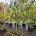 Davidia involucrata 'Sonoma' - 5