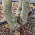 Davidia involucrata 'Sonoma' - 6