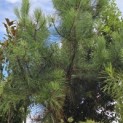 Pinus Pinaster - Foto 5