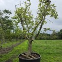 Malus domestica 'Collina' - 1