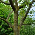 Amelanchier lamarckii - vertakking
