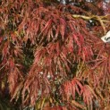 Acer palmatum 'Garnet' - Foto 1