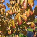 Parrotia persica 'Vanessa' - 4