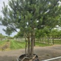 Pinus sylvestris - 2