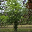 Fagus sylvatica - juni 2026