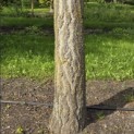 Ginkgo biloba - 5