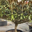 Rhododendron yakushimanum 'Hydon Velvet' - 4