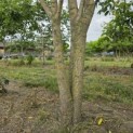 Sophora japonica - 2