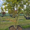 Acer palmatum - 6