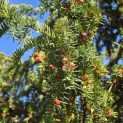 Taxus baccata dovastoniana 'Aurea Pendula' - 2