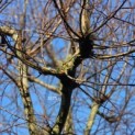 Tilia cordata 'Oldenbelt' - 7