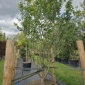 Parrotia persica - 1