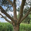 Pinus sylvestris - Foto 1