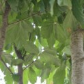 Parrotia persica 'Vanessa' - Foto 7