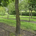 Liriodendron tulipifera - 6