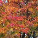 Acer palmatum - 2