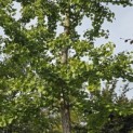 Ginkgo biloba - 2
