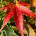 Acer palmatum - Foto 1