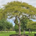 Acer palmatum 'Dissectum' - 3