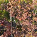 Acer palmatum 'Bloodgood' - 1