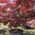 Acer palmatum 'Fireglow' - 7