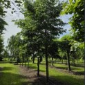 Alnus x spaethii 'Spaeth' - juni 2026
