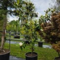 Magnolia grandiflora 'Galissonnière' - 10