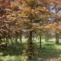 Fagus sylvatica 'Atropunicea' - 3