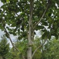 Magnolia 'Heaven Scent' - Foto 4