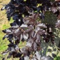 Fagus sylvatica 'Atropunicea' - 2