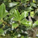 Osmanthus Heterophyllus - 2