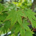 Acer palmatum - Foto 1