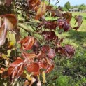 Fagus sylvatica 'Atropunicea' - 6
