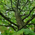 Liquidambar styraciflua - amberboom kroon