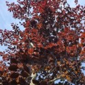 Fagus sylvatica 'Atropunicea' - Foto 2
