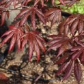 Acer palmatum 'Trompenburg' - Foto 1