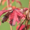 Acer griseum