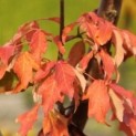 Acer griseum