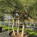 Pinus nigra 'Nigra' - 5