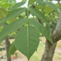 Tetradium daniellii - Foto 7