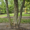 Platanus x hispanica - 2