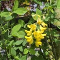 Laburnum Yellow Rocket - impressie bloei