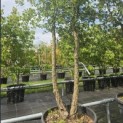 Quercus Suber - 2