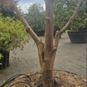 Acer griseum - 1