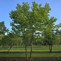 Platanus hispanica - 1