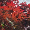 Acer palmatum 'Bloodgood' - Foto 2