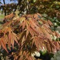 Acer palmatum Masu-kagami - 3